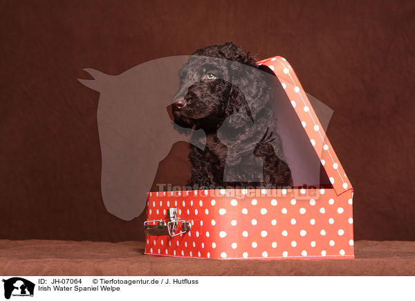 Irish Water Spaniel Welpe / irish water spaniel puppy / JH-07064