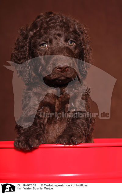 Irish Water Spaniel Welpe / irish water spaniel puppy / JH-07069