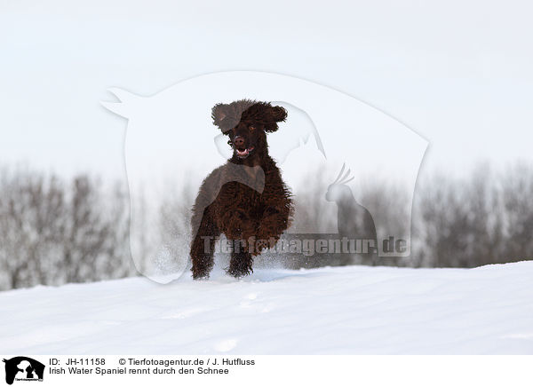 Irish Water Spaniel rennt durch den Schnee / JH-11158