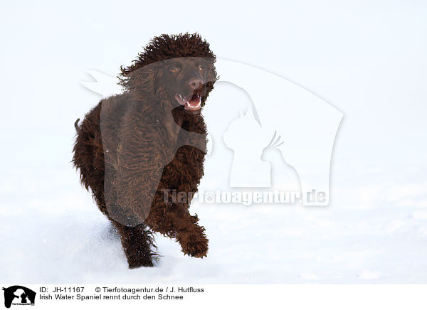 Irish Water Spaniel rennt durch den Schnee / Irish Water Spaniel running through snow / JH-11167