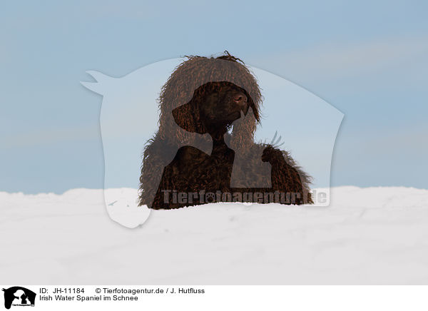 Irish Water Spaniel im Schnee / JH-11184