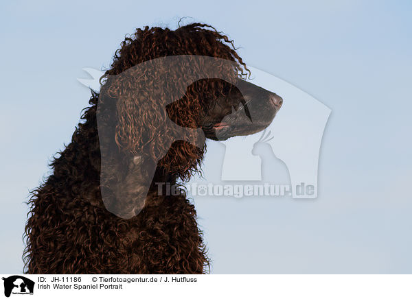 Irish Water Spaniel Portrait / JH-11186
