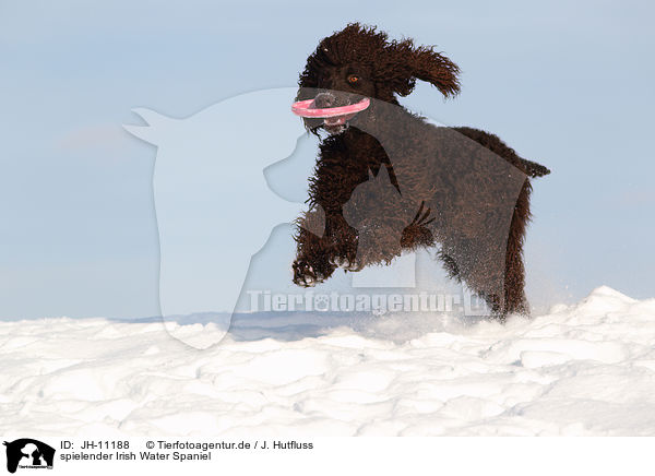 spielender Irish Water Spaniel / JH-11188