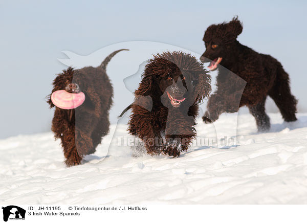 3 Irish Water Spaniels / 3 Irish Water Spaniels / JH-11195