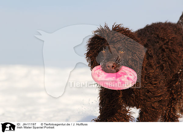 Irish Water Spaniel Portrait / JH-11197