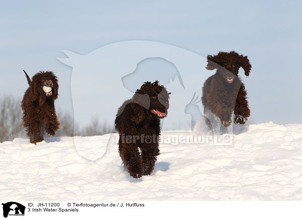 3 Irish Water Spaniels / JH-11200