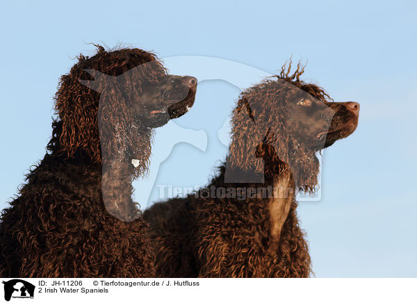 2 Irish Water Spaniels / 2 Irish Water Spaniels / JH-11206