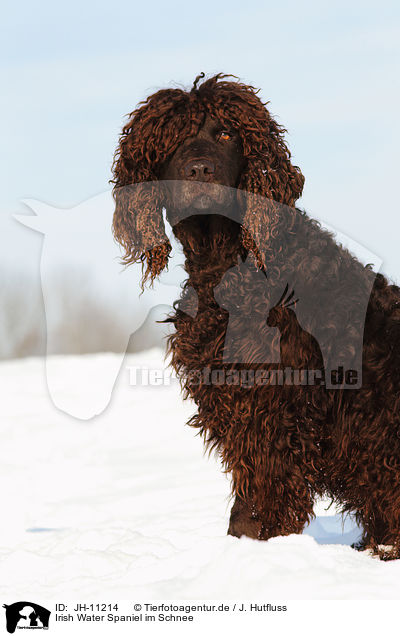 Irish Water Spaniel im Schnee / Irish Water Spaniel in snow / JH-11214