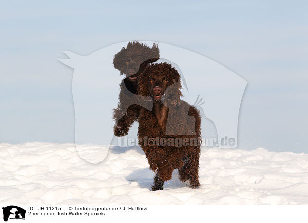 2 rennende Irish Water Spaniels / 2 running Irish Water Spaniels / JH-11215