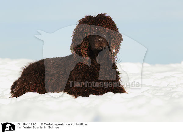 Irish Water Spaniel im Schnee / Irish Water Spaniel in snow / JH-11220