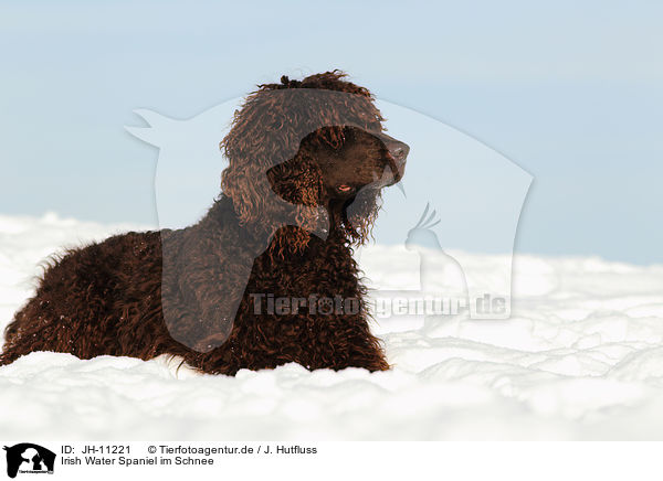 Irish Water Spaniel im Schnee / Irish Water Spaniel in snow / JH-11221