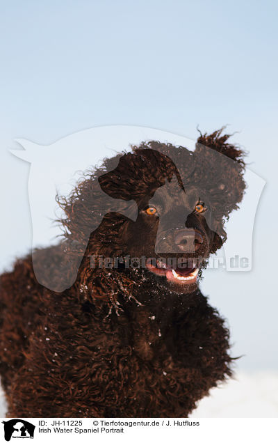 Irish Water Spaniel Portrait / Irish Water Spaniel Portrait / JH-11225