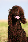 Irish Water Spaniel Hndin