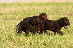 Irish Water Spaniel Welpe