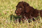 Irish Water Spaniel Welpe