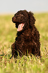 Irish Water Spaniel Welpe