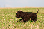 Irish Water Spaniel Welpe