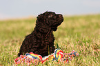 Irish Water Spaniel Welpe