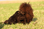 Irish Water Spaniel Welpe