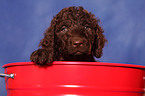 Irish Water Spaniel Welpe