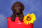 Irish Water Spaniel Welpe