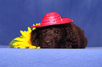 Irish Water Spaniel Welpe