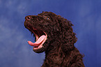 Irish Water Spaniel Welpe