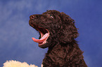 Irish Water Spaniel Welpe