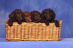 Irish Water Spaniel Welpen