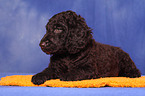 Irish Water Spaniel Welpe