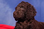 Irish Water Spaniel Welpe