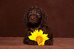 Irish Water Spaniel Welpe