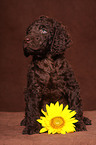 Irish Water Spaniel Welpe