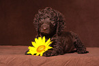 Irish Water Spaniel Welpe