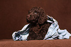 Irish Water Spaniel Welpe