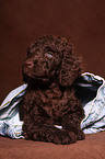 Irish Water Spaniel Welpe