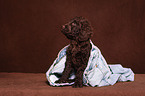 Irish Water Spaniel Welpe