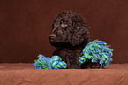 Irish Water Spaniel Welpe