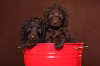 Irish Water Spaniel Welpen