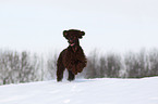 Irish Water Spaniel rennt durch den Schnee