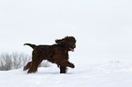 Irish Water Spaniel rennt durch den Schnee