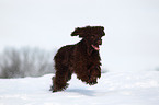 Irish Water Spaniel rennt durch den Schnee