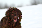 Irish Water Spaniel Portrait