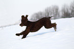 Irish Water Spaniel rennt durch den Schnee