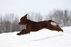 Irish Water Spaniel rennt durch den Schnee