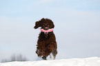 spielender Irish Water Spaniel