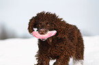 Irish Water Spaniel im Schnee