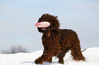 spielender Irish Water Spaniel