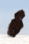 Irish Water Spaniel rennt durch den Schnee