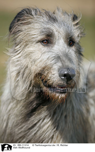 Irish Wolfhound / RR-11314